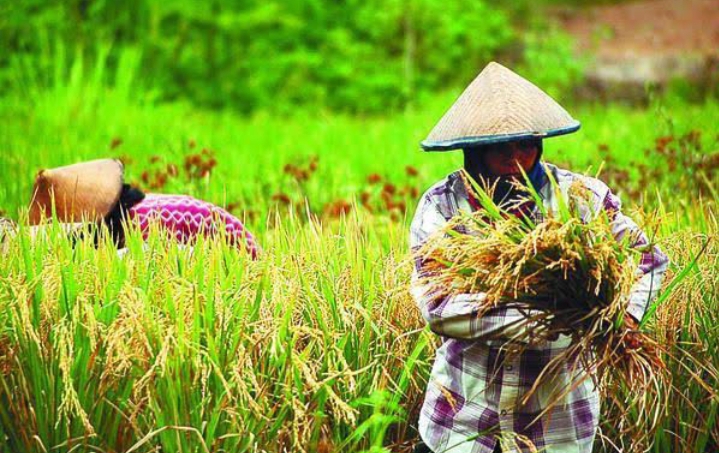 Mengatasi Perubahan Iklim di Desa Melalui Pertanian Berkelanjutan: Inovasi untuk Masa Depan