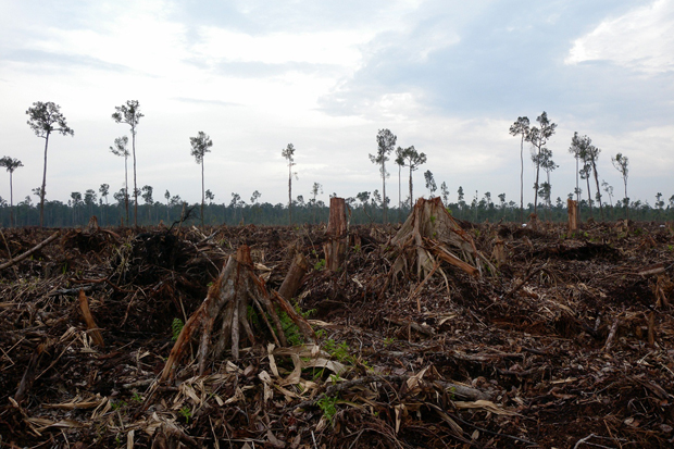 Melindungi Keseimbangan Ekosistem Upaya Desa dalam Mengatasi Deforestasi dan Perambahan Hutan