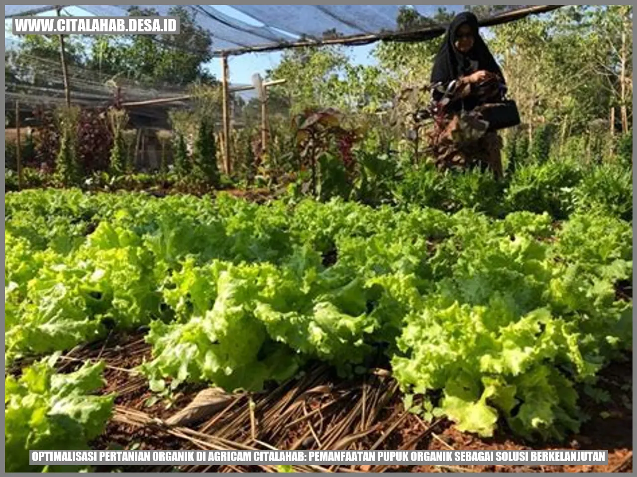 Optimalisasi Pertanian Organik di Agricam citalahab: Pemanfaatan Pupuk Organik sebagai Solusi Berkelanjutan