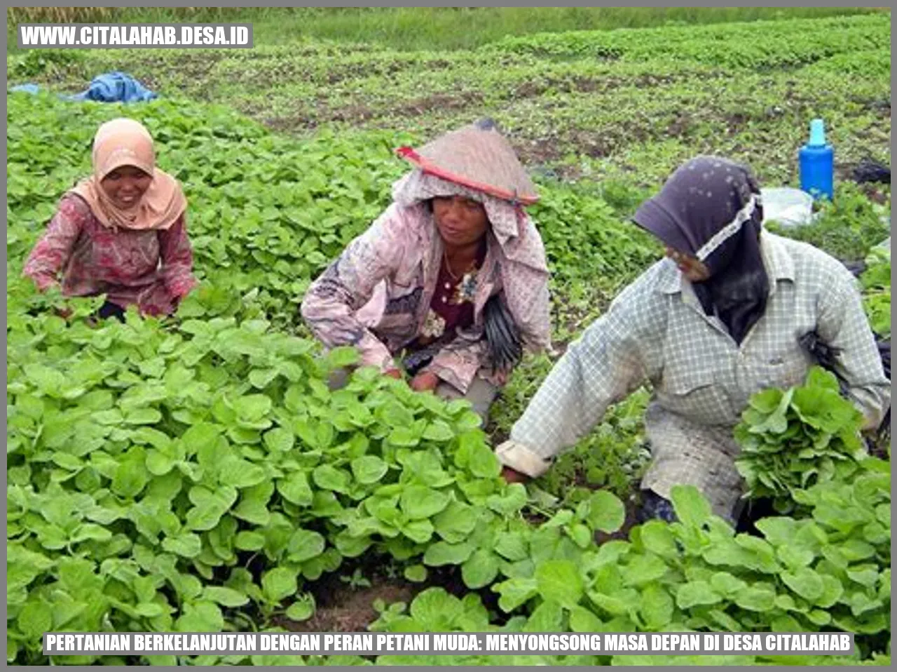 Pertanian Berkelanjutan dengan Peran Petani Muda: Menyongsong Masa Depan di Desa Citalahab